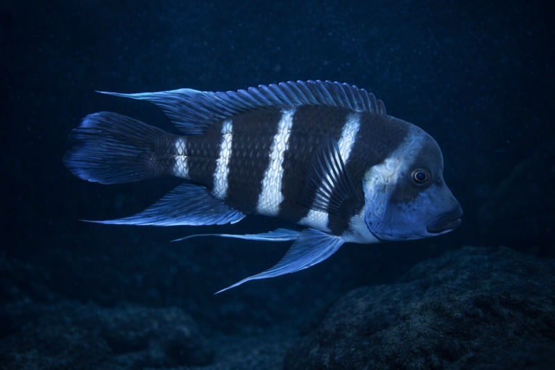 Cyphotilapia gibberosa 'Tembwe Deux'